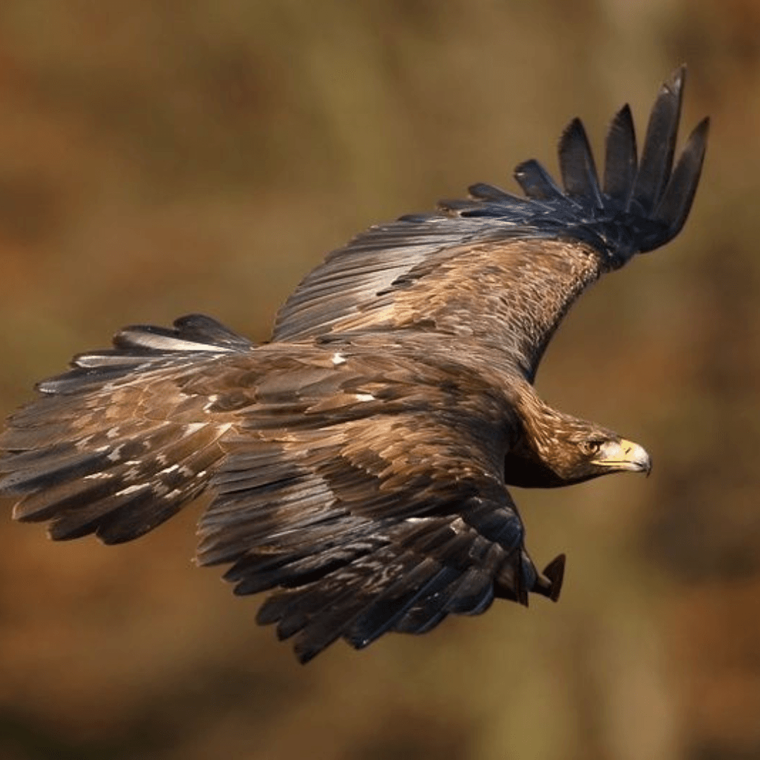 Bald Eagle + Golden Eagle