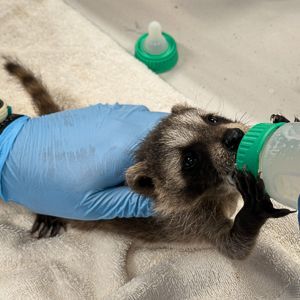 Wild Baby Shower Wishlist!