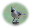 Titmouse
