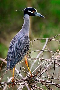 Beak of the Week: Yellow-crowned Night-Heron