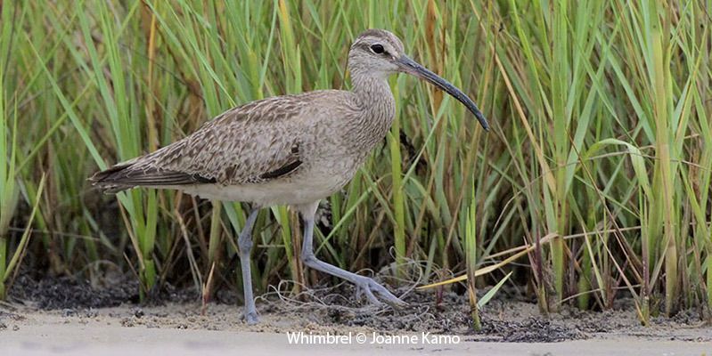 Whimbrel