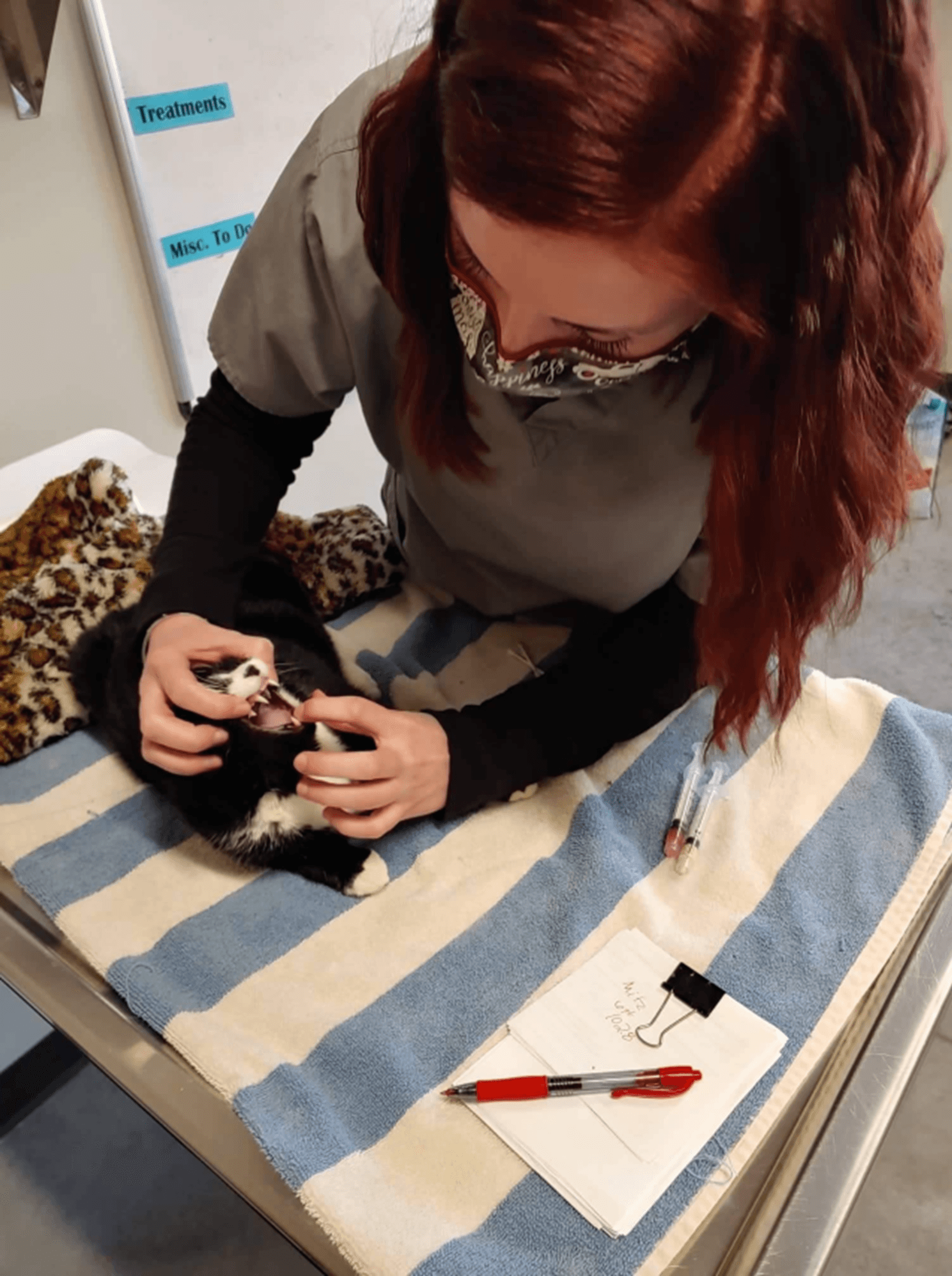 The Scoop on … A Day in the Life of a TCHS Vet Tech