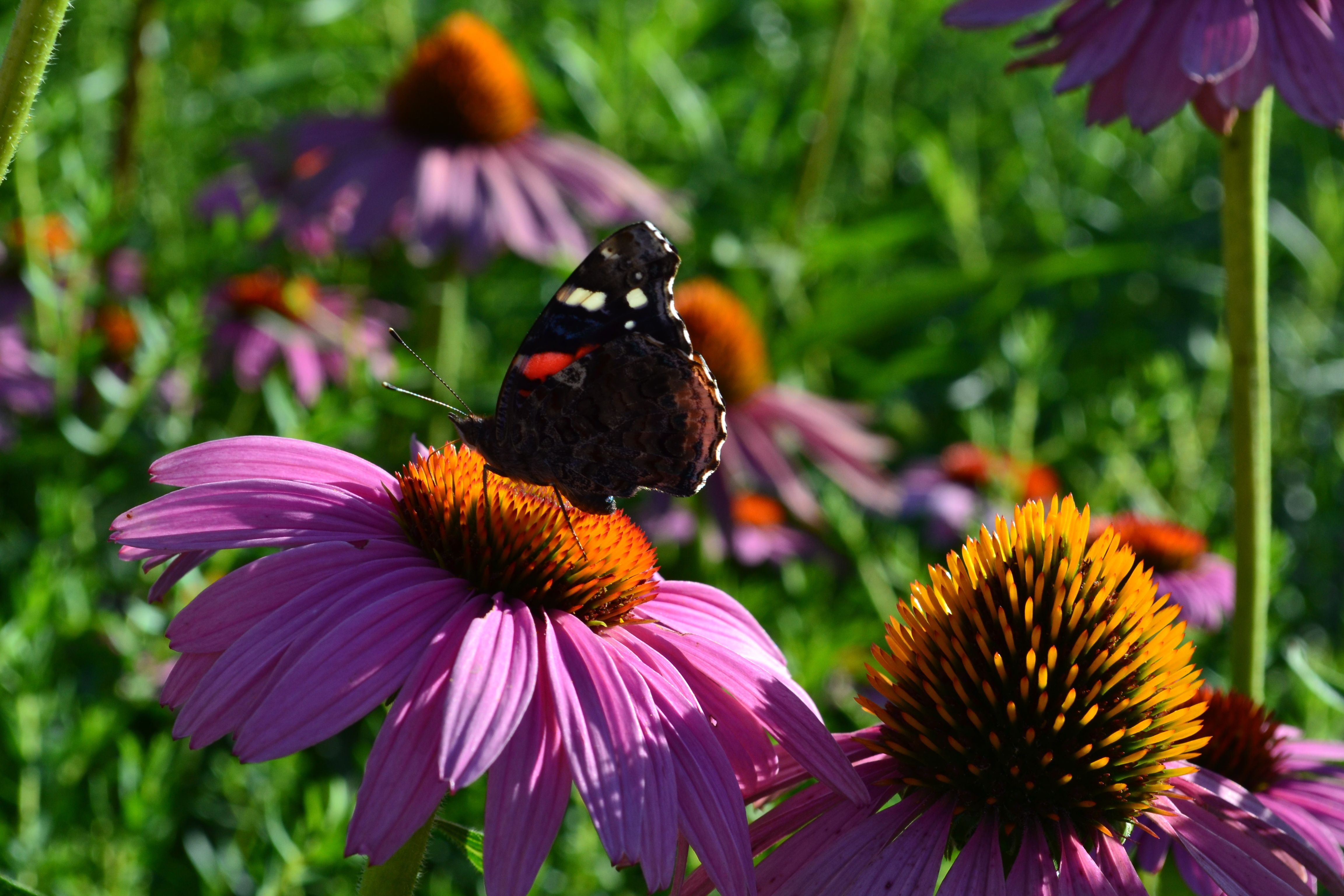 Purple aster with yellow black eyed-Susans in the background