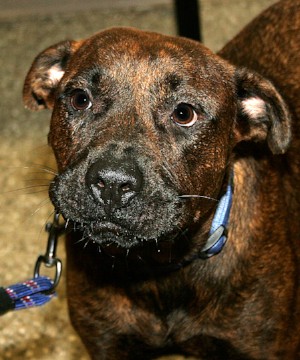RAMONA **FREE WILL DONATION**