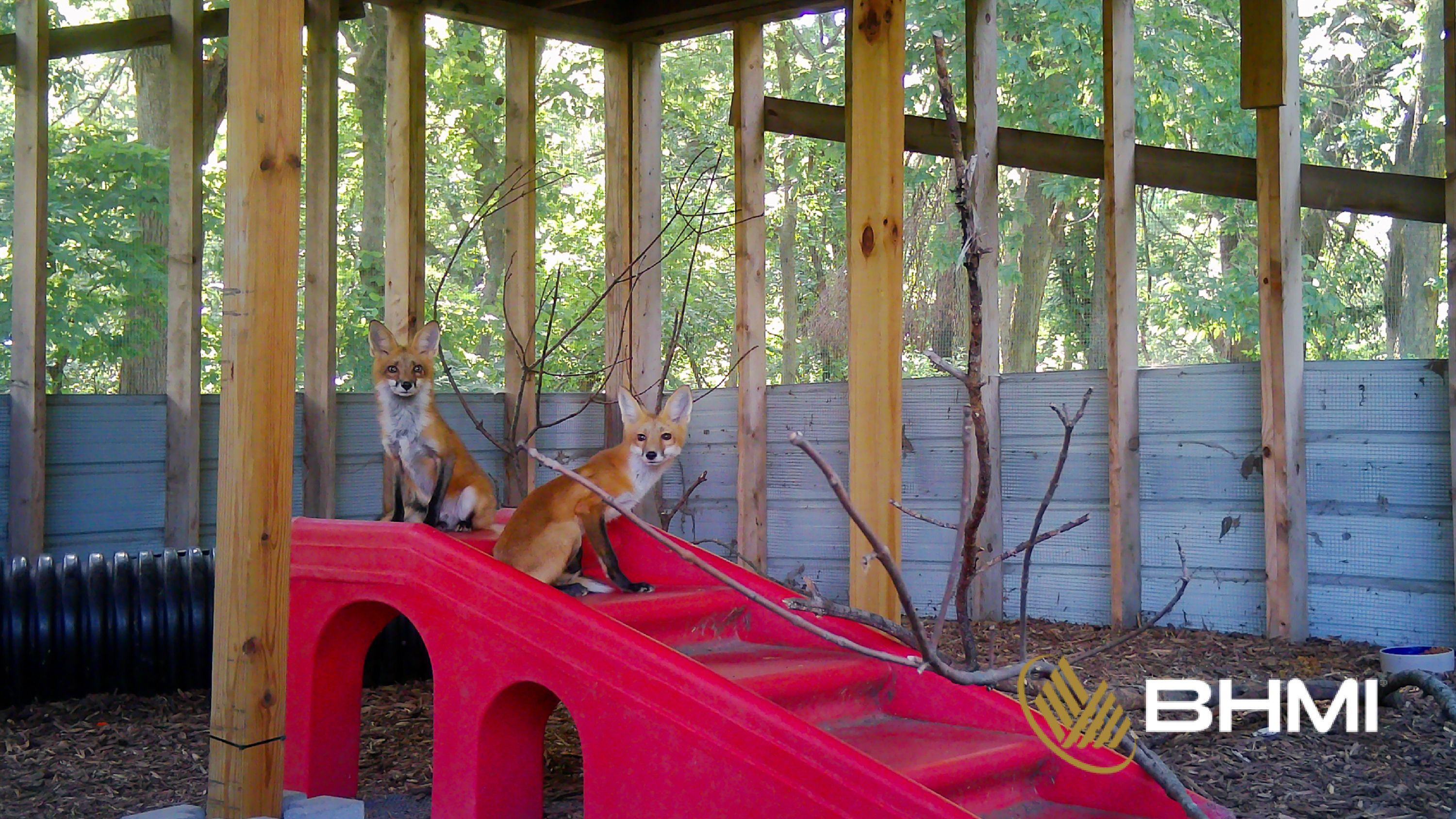 Live Streaming Webcams Wildlife Center