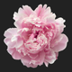 peony