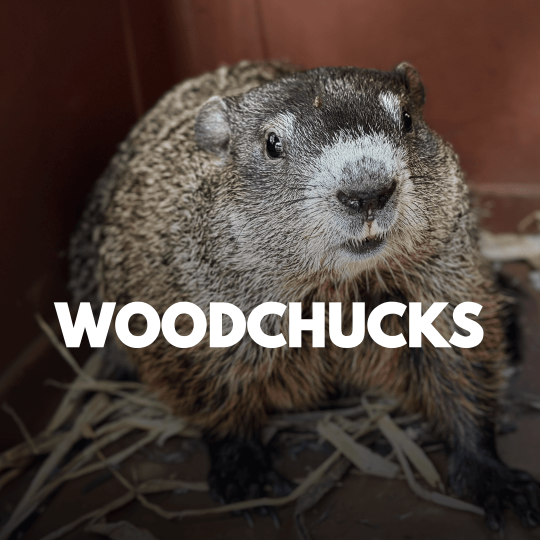 Woodchucks