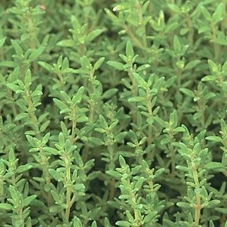 Thyme