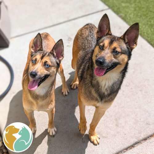 CARRY(Left) and HARRY (Right)