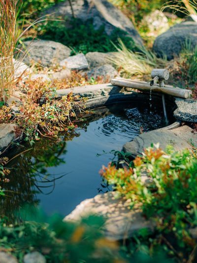 Pond Garden