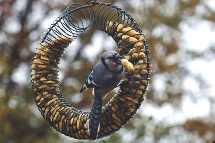 Peanut Wreath Feeder