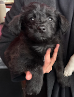 Maple - ADOPTED
