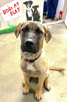 Reacher - ADOPTED