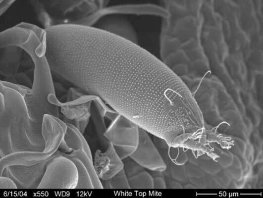 A New Bocontrol Agent for Hoary Cress - A Mighty Mite?