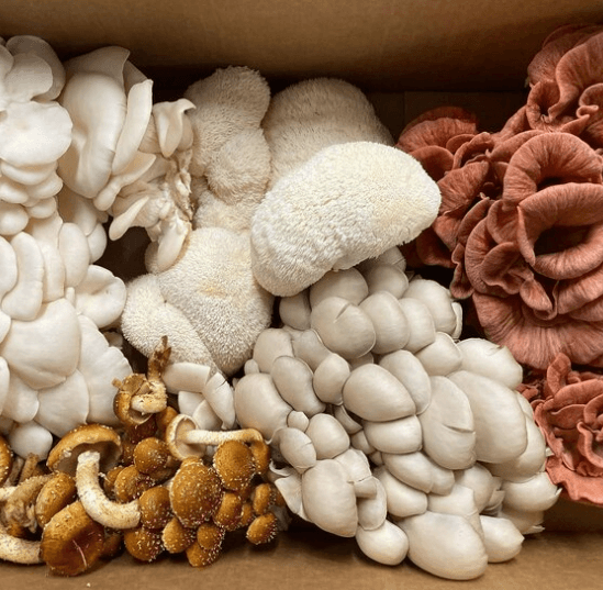 Westchester Mushrooms Co.