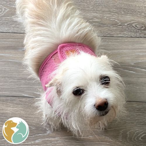 SNOWBALL- Adoption Pending
