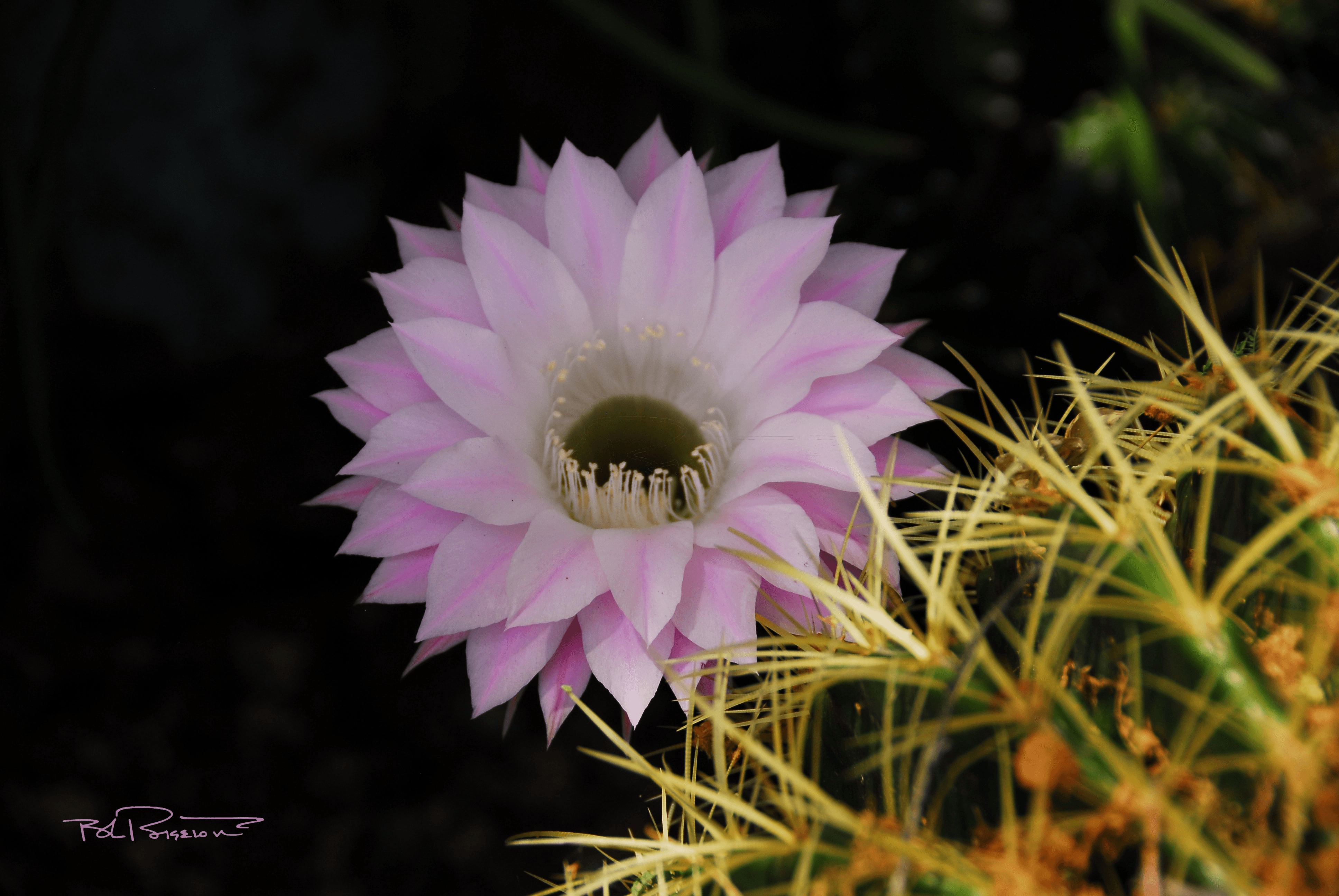 Cactus Flower Lavendar