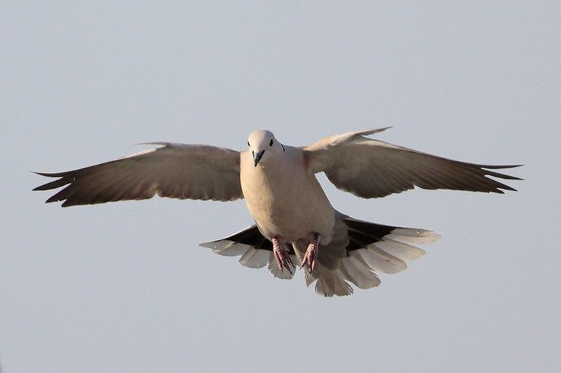 Eurasian Collared-Dove