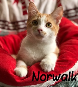 Norwalk