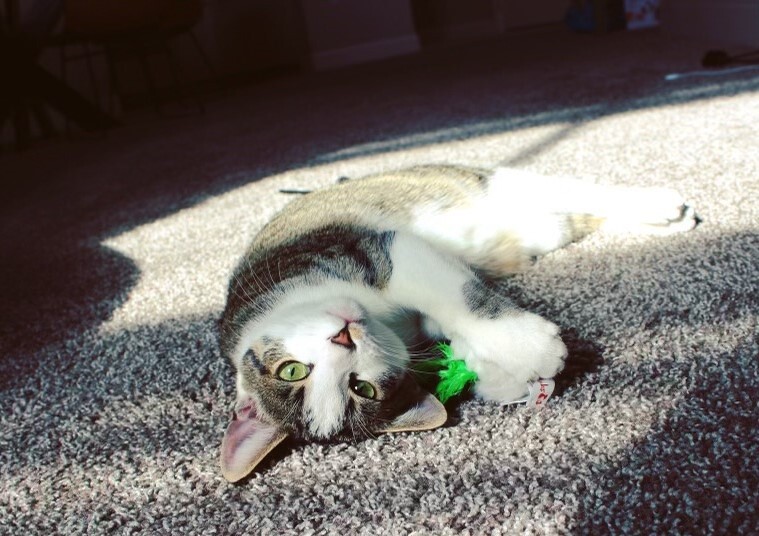 Walley - Adoption Pending