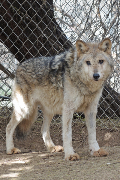 F858 Magdalena Rim Pack alpha female Mexican Gray Wolf Southwest Wildlife Scottsdale Arizona