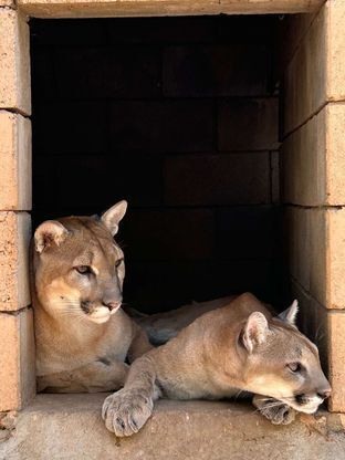 Mountain Lions at Southwest Wildlife in Scottsdale, AZ