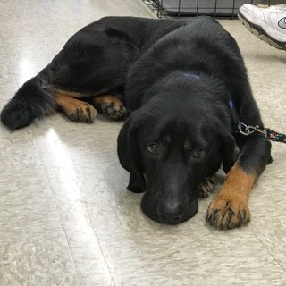 Max - ADOPTED