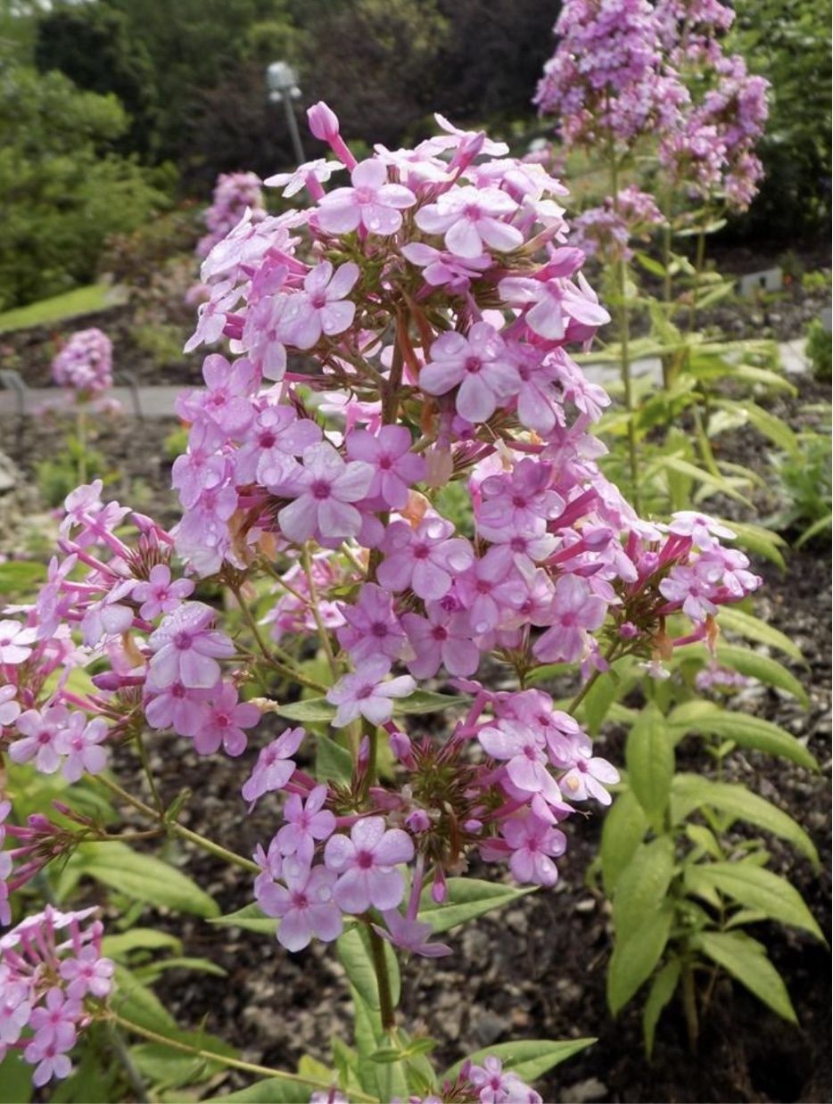 Phlox (Phlox paniculata) – “Jeana”