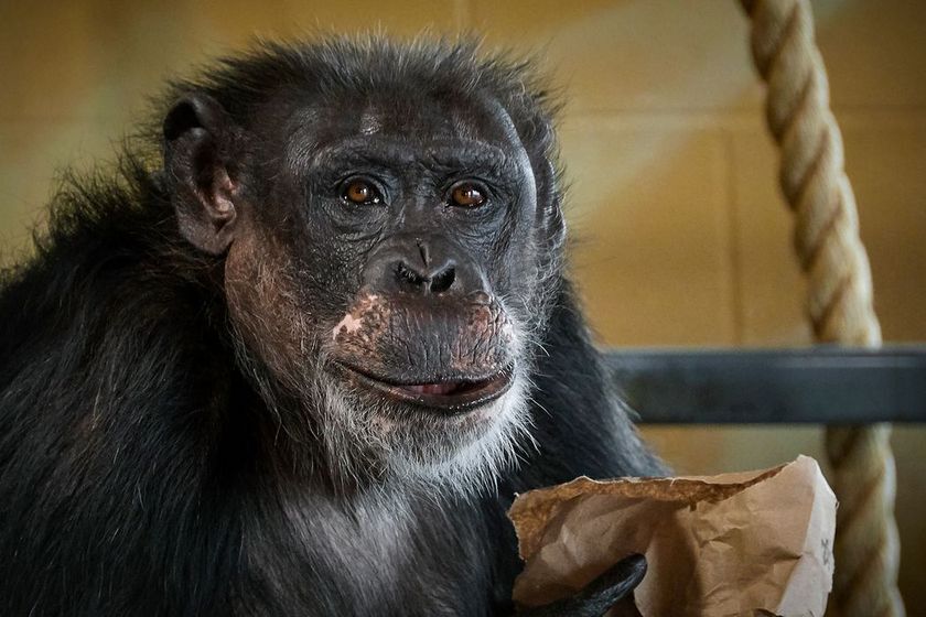 Chimpanzee Maya holds paper bag