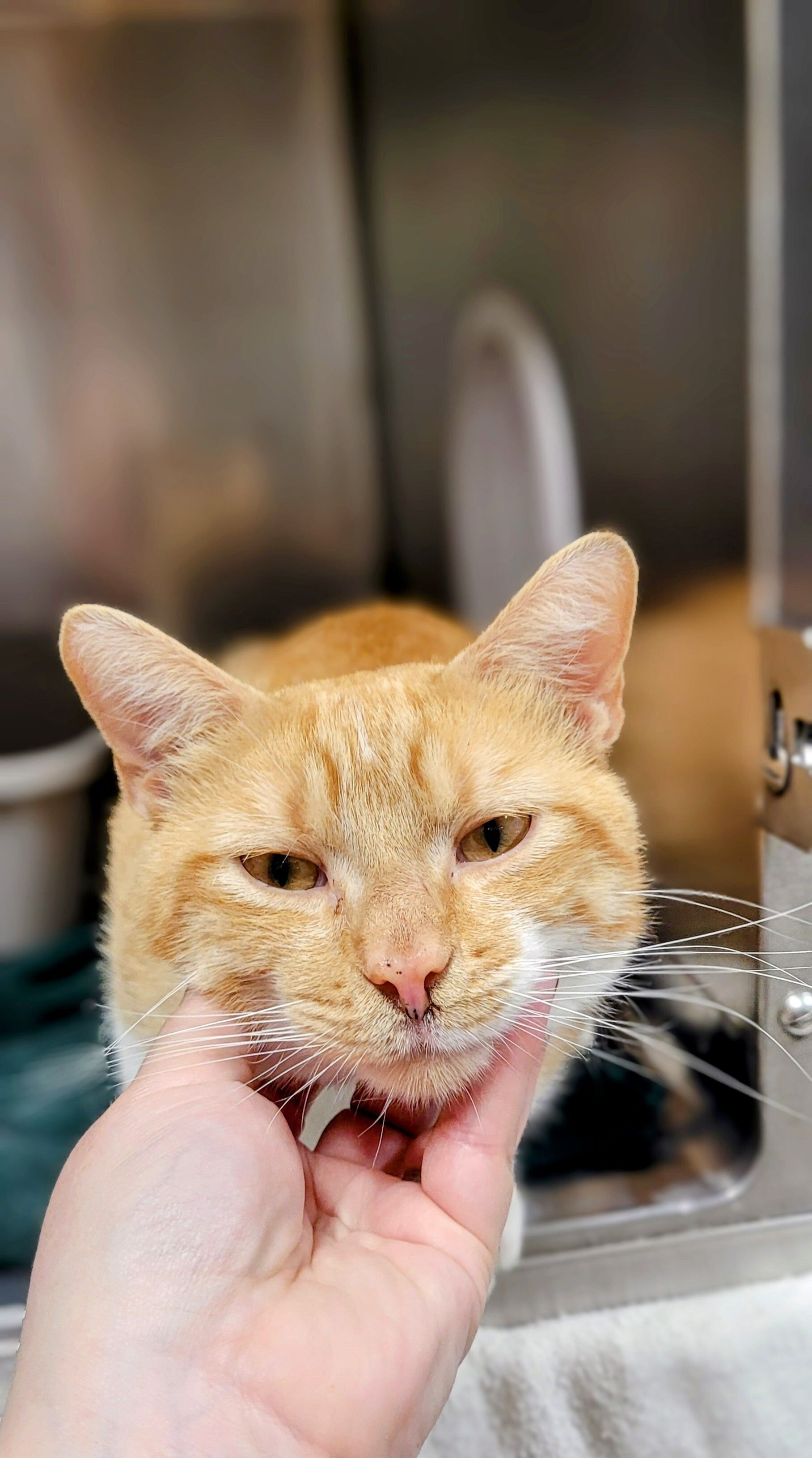 We're at Cat-pacity, So All Adult Cats Are 50% Off!
