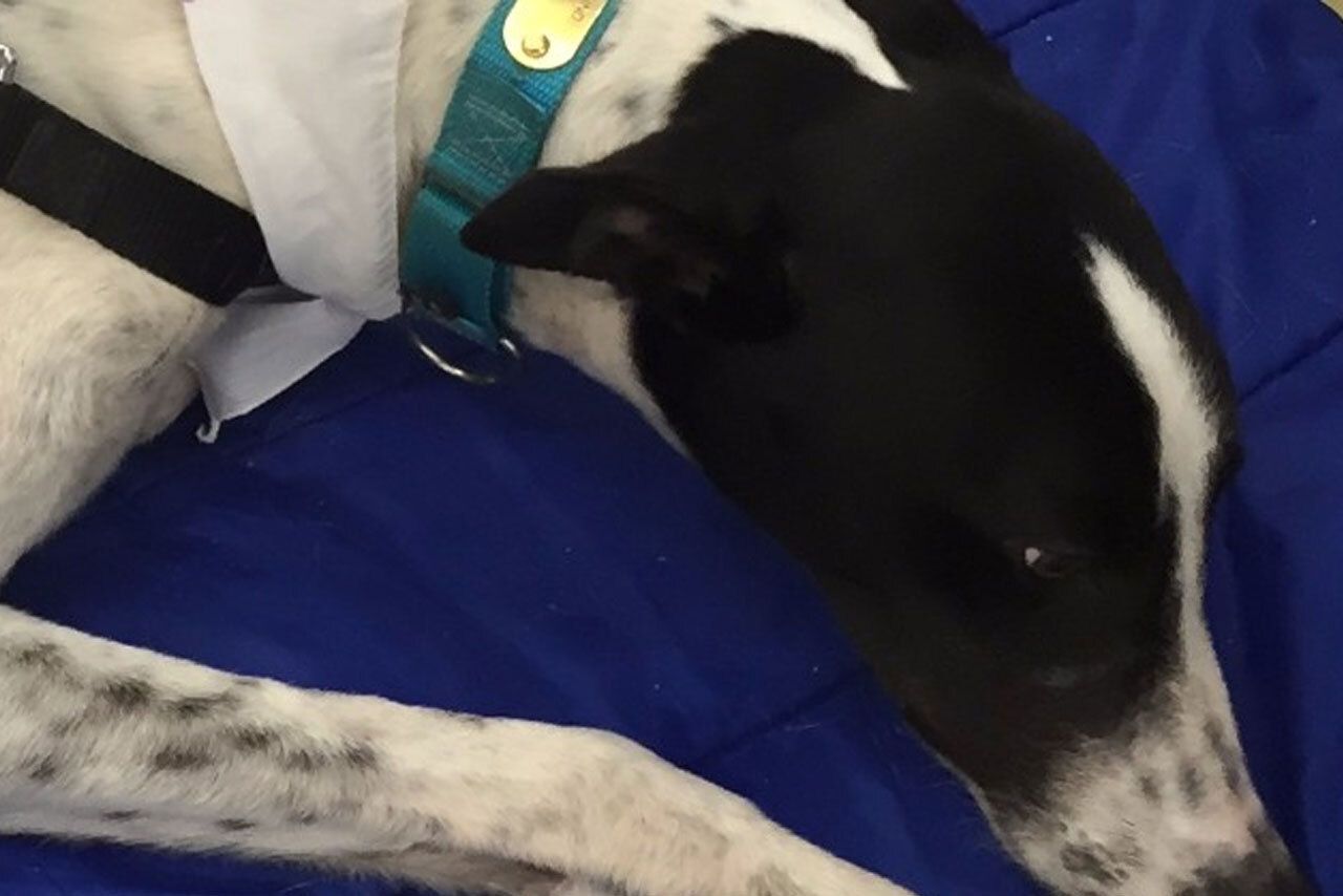 Dog lying down