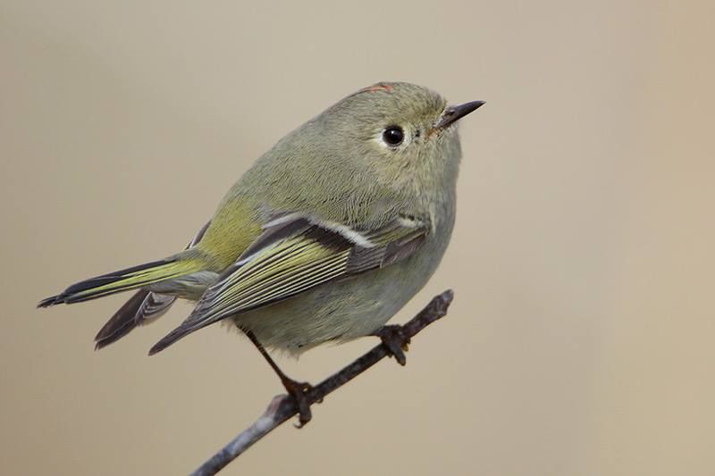 Ruby-crowned Kinglet