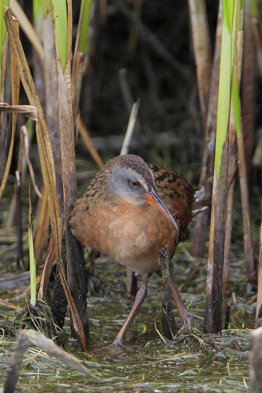 Virginia Rail