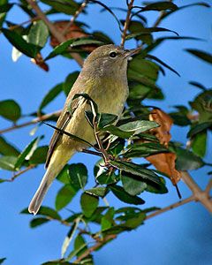 Orange-crowned Warbler