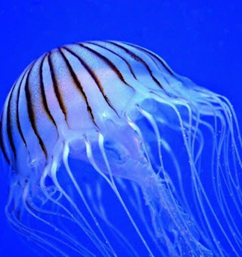 Jellyfish with dark stripes on top.