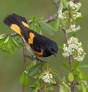 Beak of the Week: American Redstart