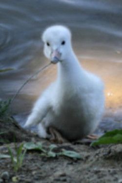 Your gift in your will ensures the secure future of trumpeter swans