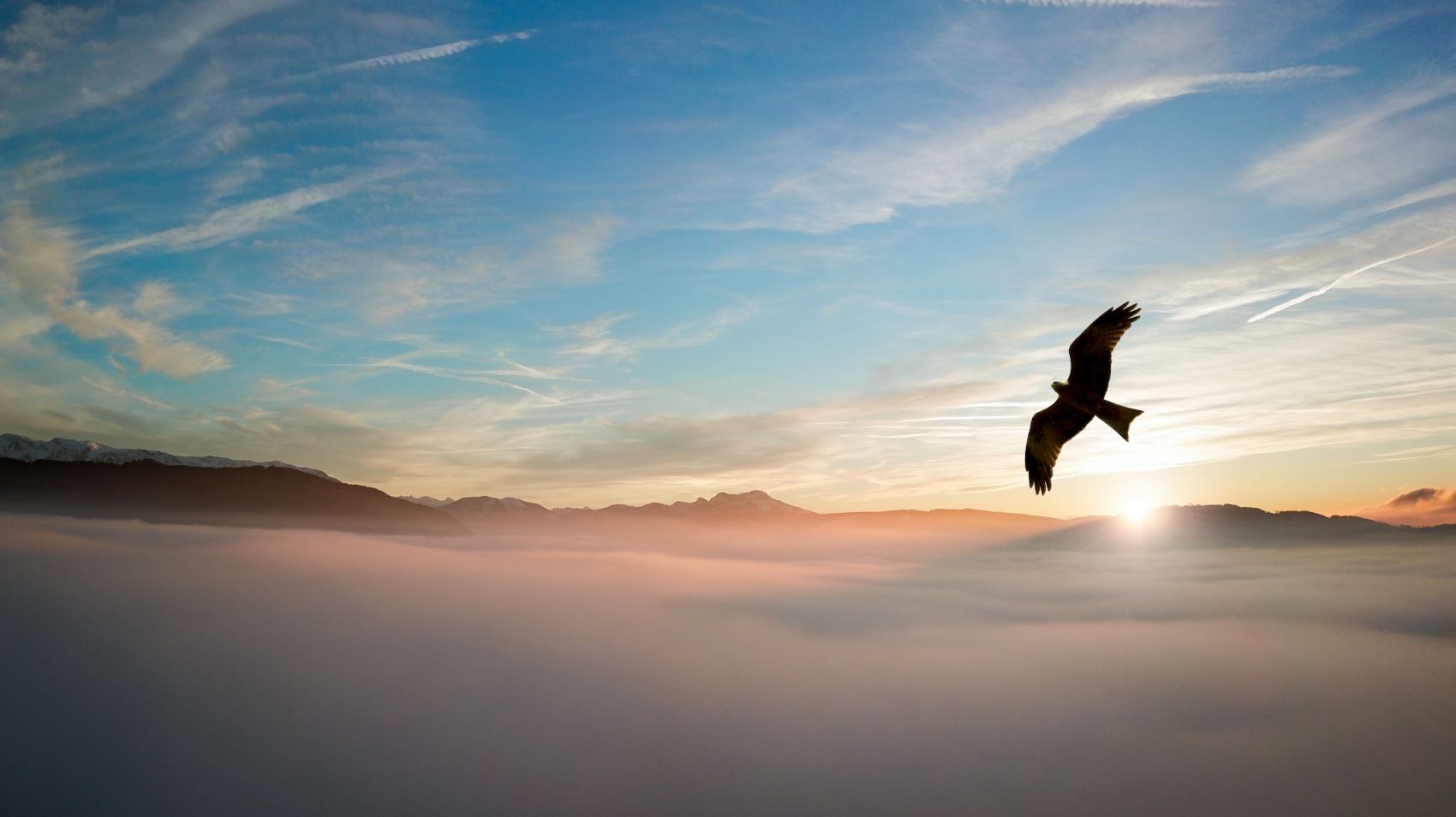 Discovering MErcy_Helping a Loved One_Bird Flying Through Sky