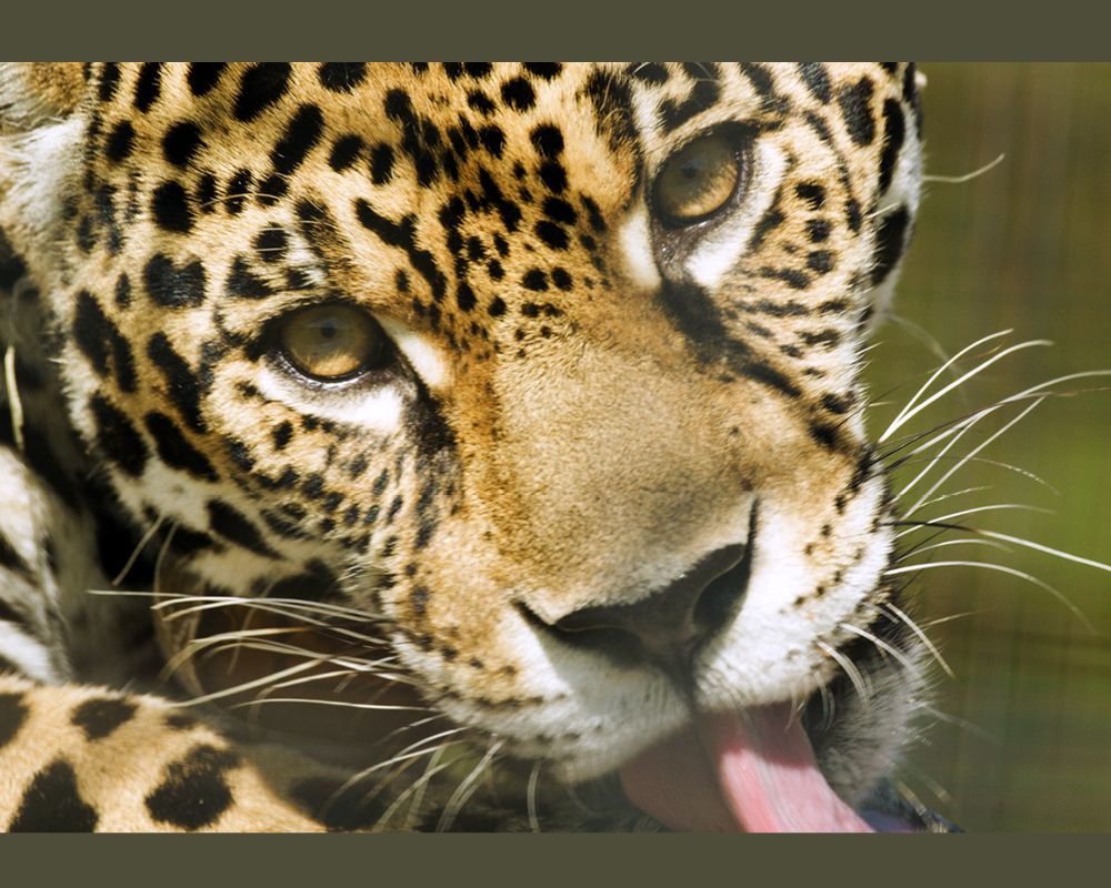 Virtual Event: Last Wild Places: Rewilding the Americas - Nat Geo Museum