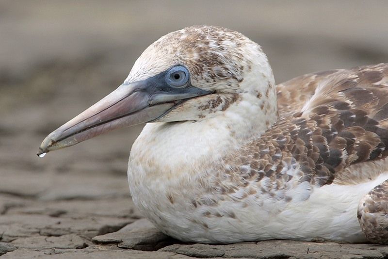 Northern Gannet