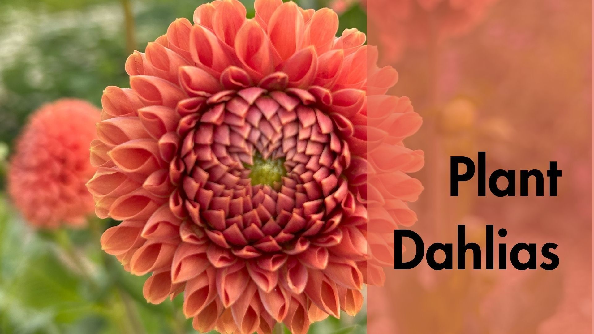 pink dahlia blooming in the gardens