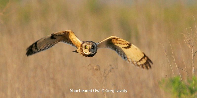 Short-eared Owl