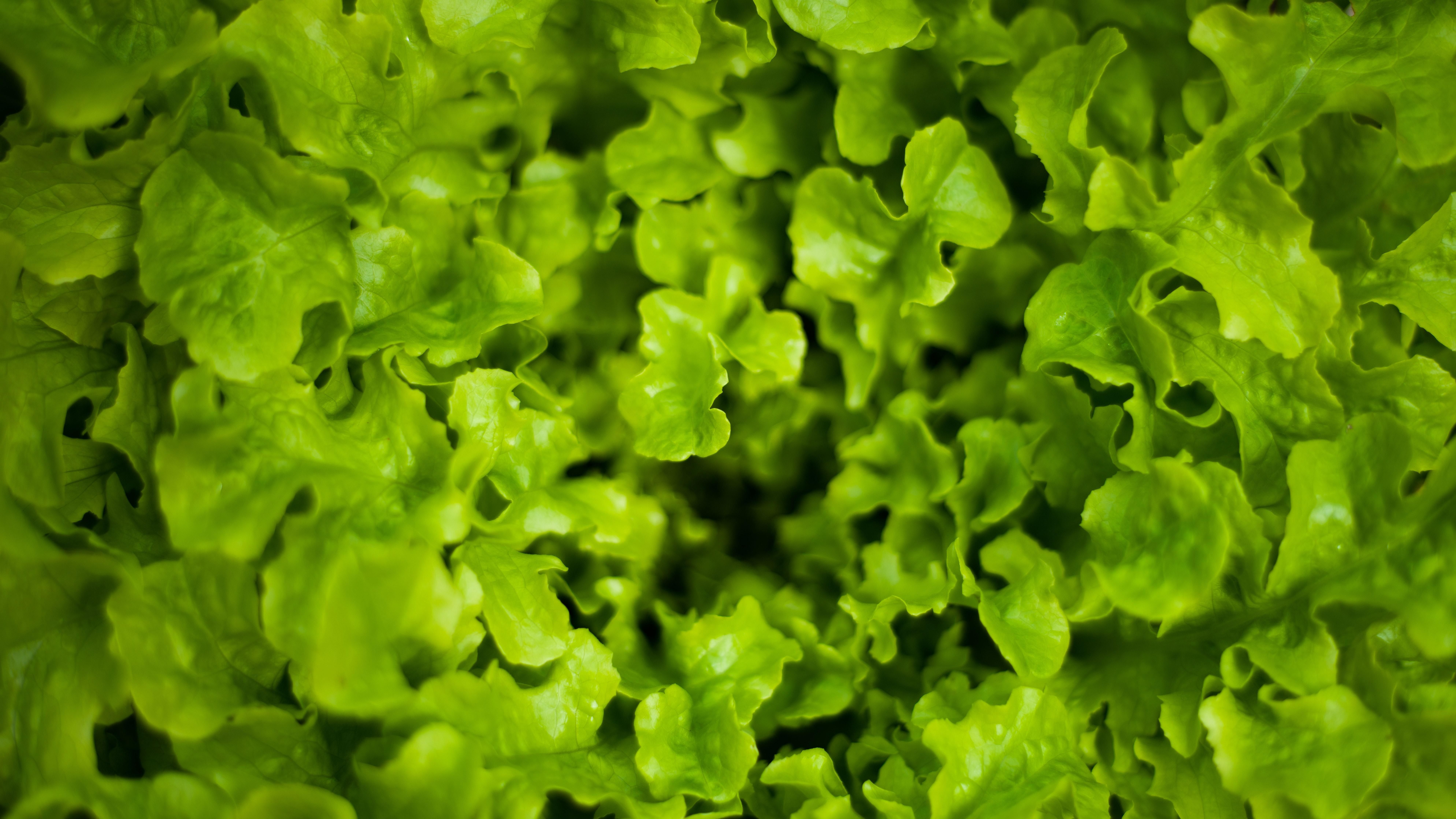 Background image of lettuce