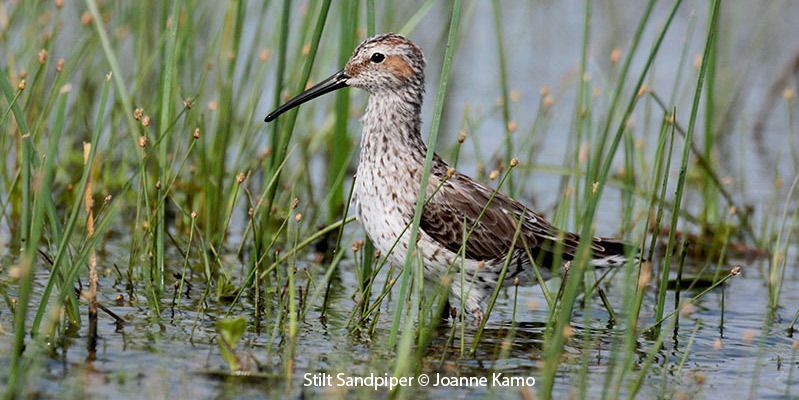 Stilt Sandpiper