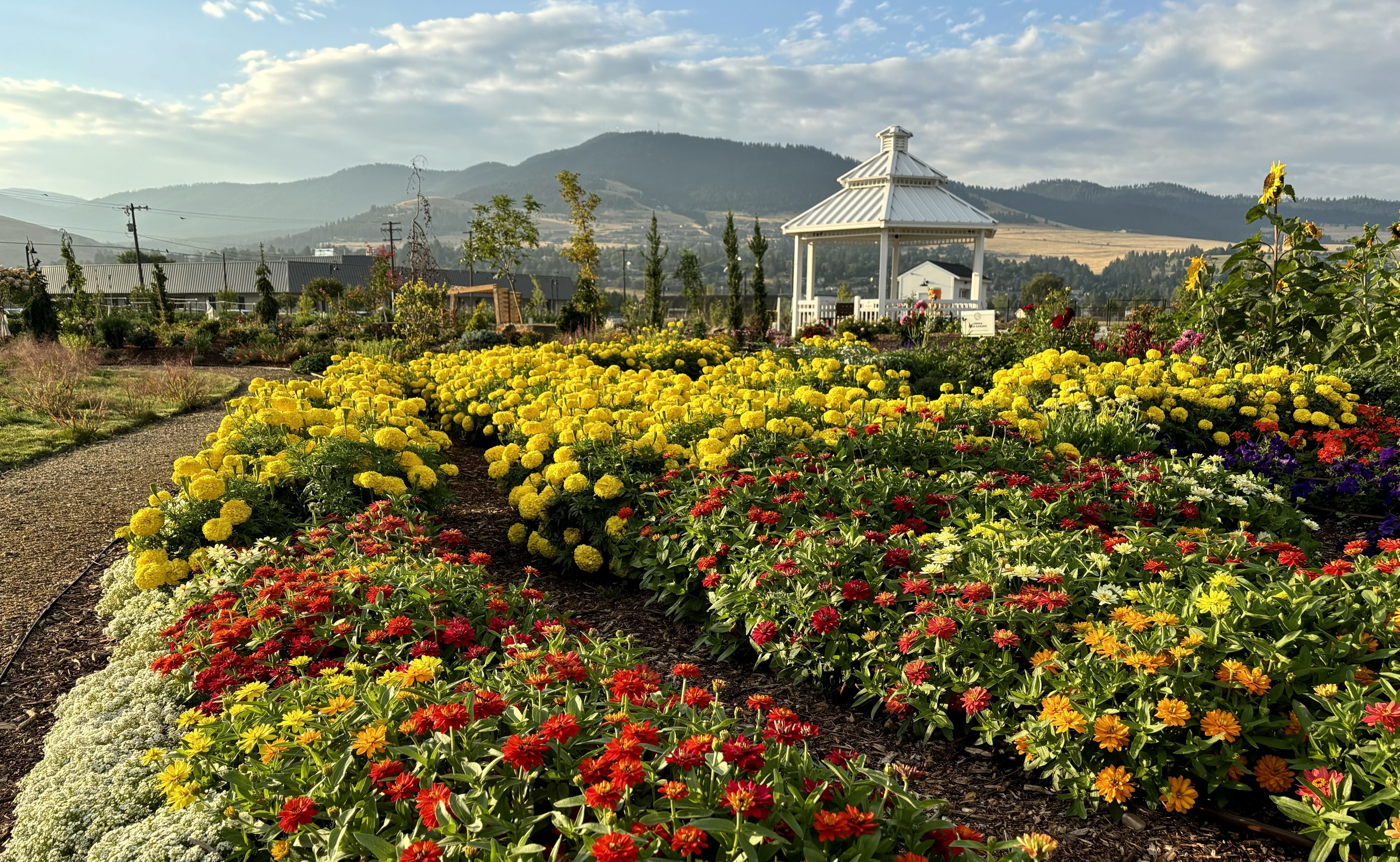 Rocky Mountain Gardens in bloom with yellow marigolds