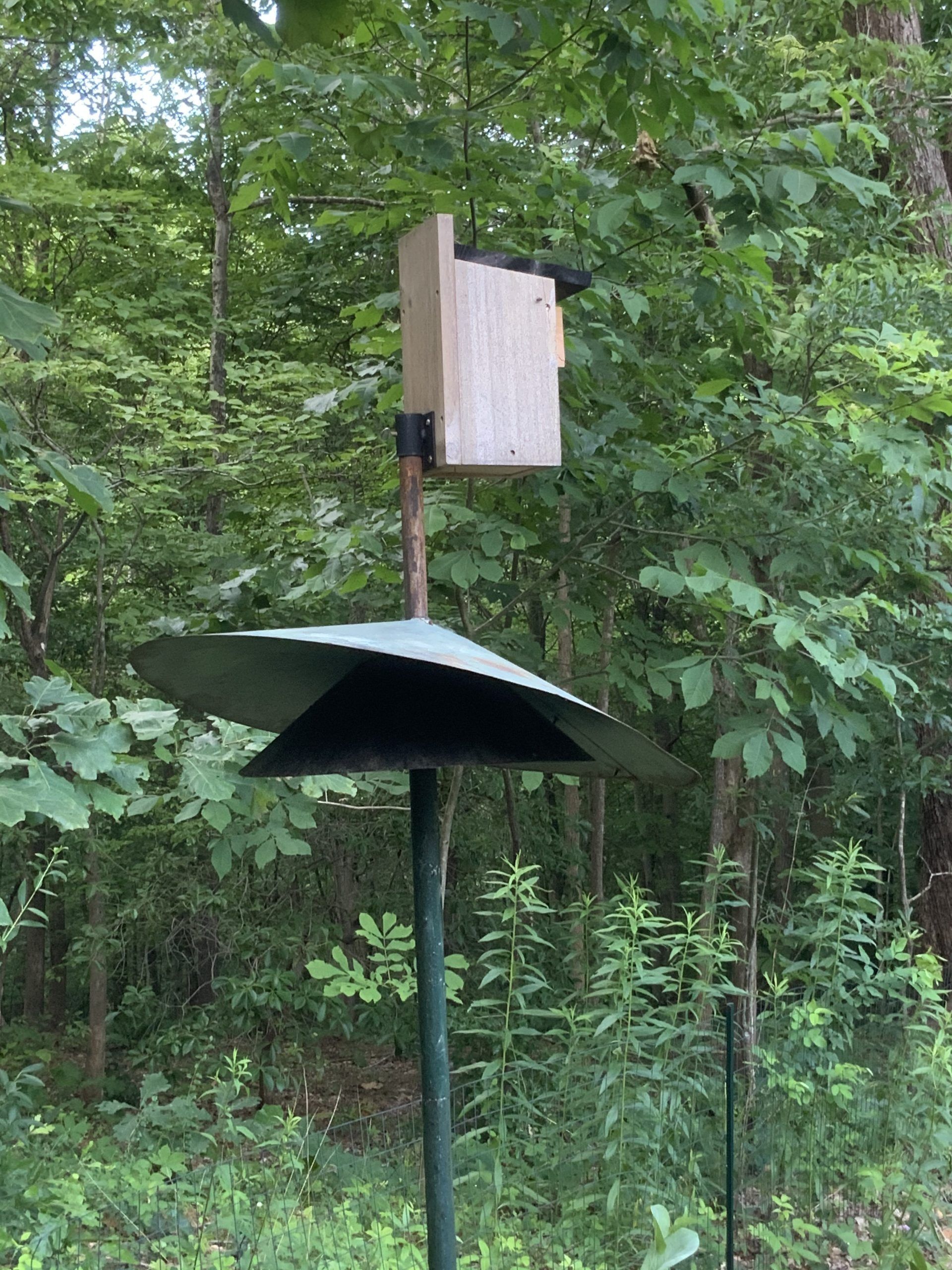 Birdhouse with a snake guard underneath