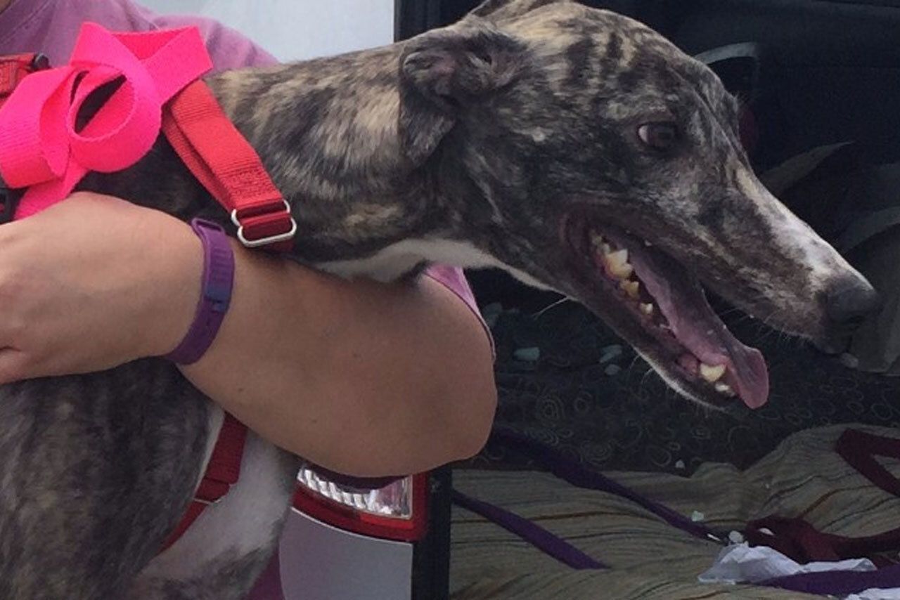 Greyhound dog
