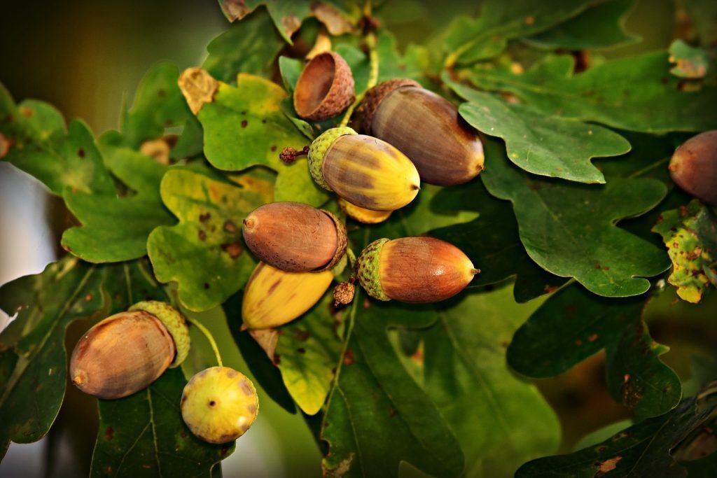 A cluster of acorns and oak leaves in varying shades of green and brown.