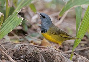 Mourning Warbler