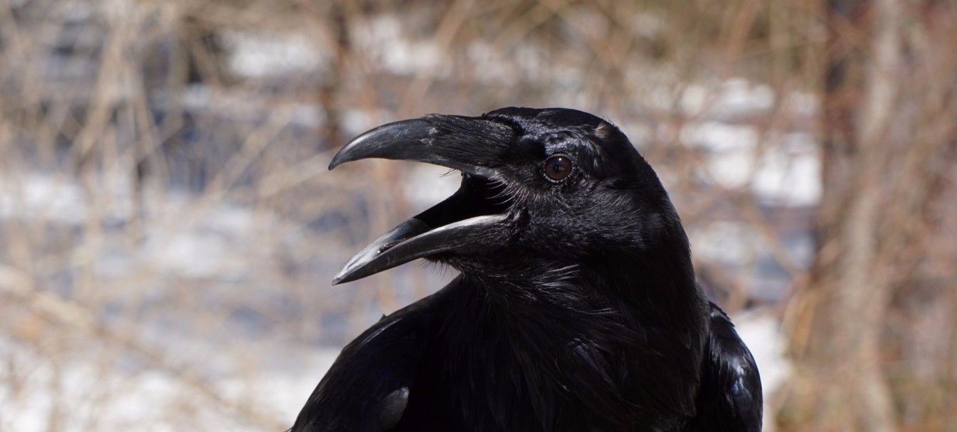 A Mischievous Raven Has Come to Roost